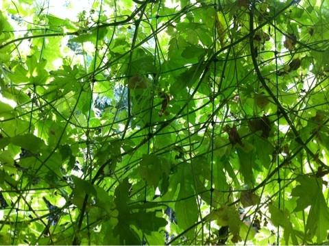 photo:01